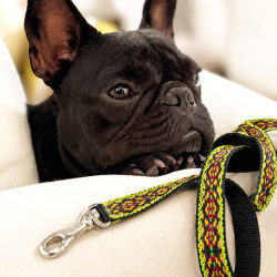 LAISSE DE CHIEN