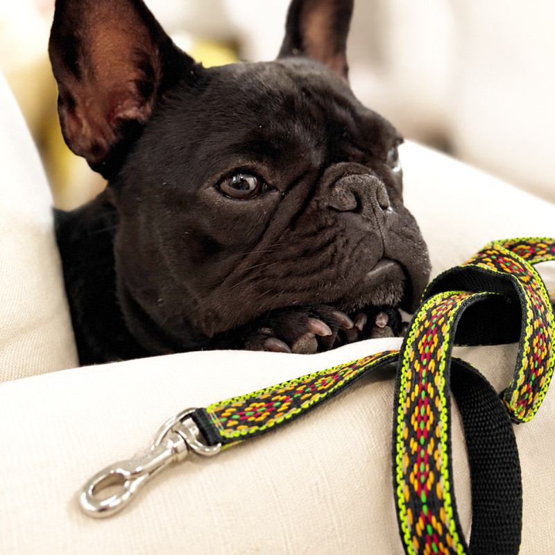 LAISSE DE CHIEN