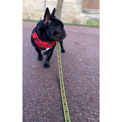 LAISSE DE CHIEN