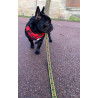 LAISSE DE CHIEN